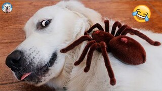 Funny Dog Reactions To Weird Things - Try Not To Laugh| Pets Town