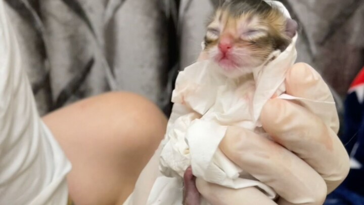 From today on, no one can call me the Monk Cat Shelter anymore!