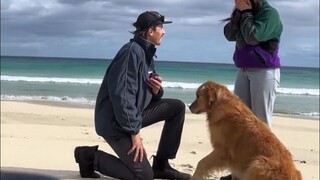 男子向交往七年的女友求婚，他们的狗狗比女主人还激动，奔跑的路线是一个大大的爱心