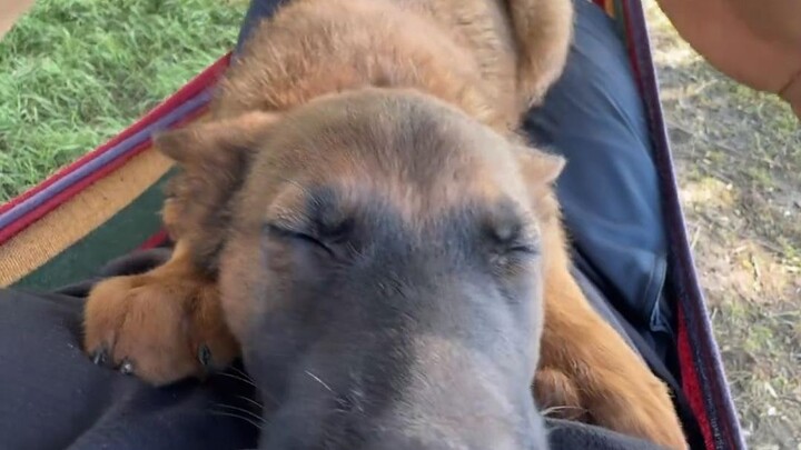 For dog owners, the most heartfelt way to show love is this: in my heart, you even take precedence o