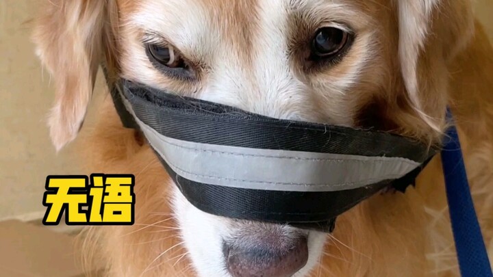 Cún con: Đang vui vẻ ra ngoài thế mà bạn lại bày ra trò này à?!