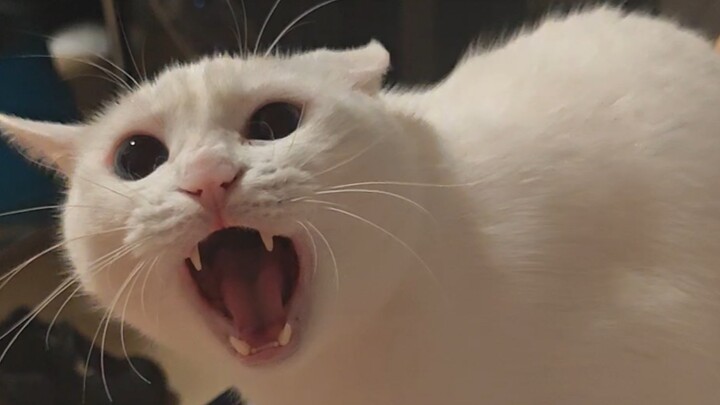 Looks like they’re really mad.