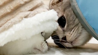 Lulu กังวลแมวป่วย