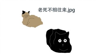 【b猫日记】千万不要在路边摊买猫，容易买到斯巴达哈基米