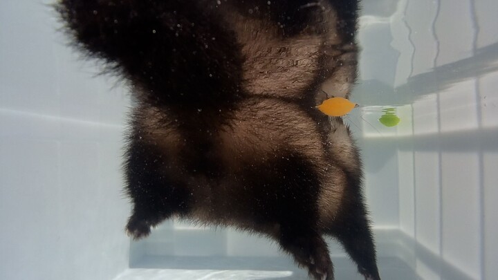 I got to see a ferret swim underwater—what a healing and adorably goofy little creature!