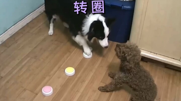 If the surveillance hadn't captured this scene, it would have turned out that the two dogs were not 