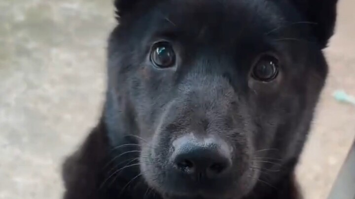 Anjing dari keluarga saya kembali datang menemui saya!