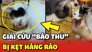 Bé mèo bị kẹt và công cuộc giải cứu của con Sen 😂 | Yêu Lu