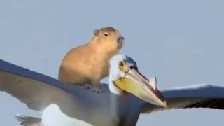 The capybara is the most mentally stable animal! Such a ridiculous, calm, and indifferent species.