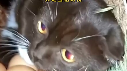 แมวเหมียวอยู่ในรังไก่ตั้งแต่เล็ก จนโตขึ้นก็คิดว่านั่นคือบ้านหลังเล็กของตัวเอง