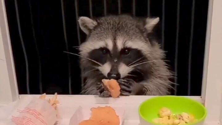 In a foreign online community, villagers accidentally demolished a raccoon’s home during a “village 