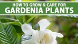 All About Gardenia (Indrakamal) Plant care Produce more buds N Blooms all year round 🌱 #gardenia #ca
