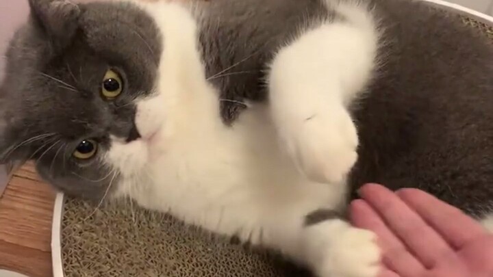 Don’t spoil your cat—spoil them too much and it’ll be the end of you both.