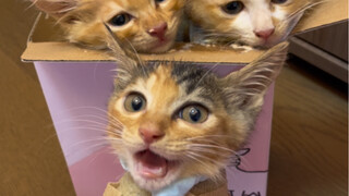 拿了6根猫条才换了四个猫，这把赔了