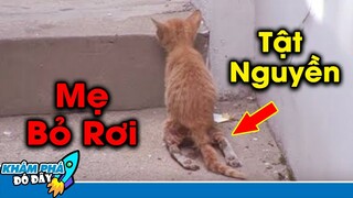 7 Con Vật Tội Nghiệp Và Đáng Thương Được Con Người Cứu Sống Cực Kỳ Xúc Động | Khám Phá Đó Đây