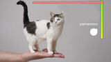 [Lakan Wol] Kucing Jepang: Cokelat, Loreng, dan Putih