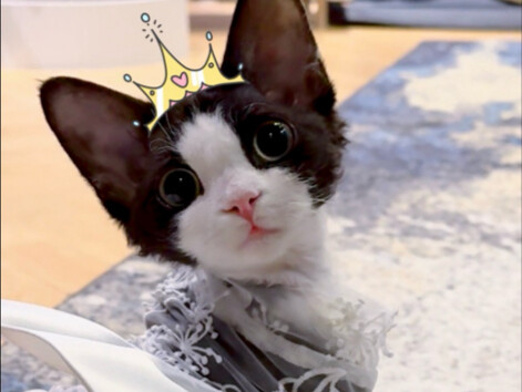 هل أسيء معاملة توكو؟ هل استخدمت قطرة توسيع حدقة العين؟