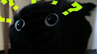 If we open the door, will the cat run away on its own?