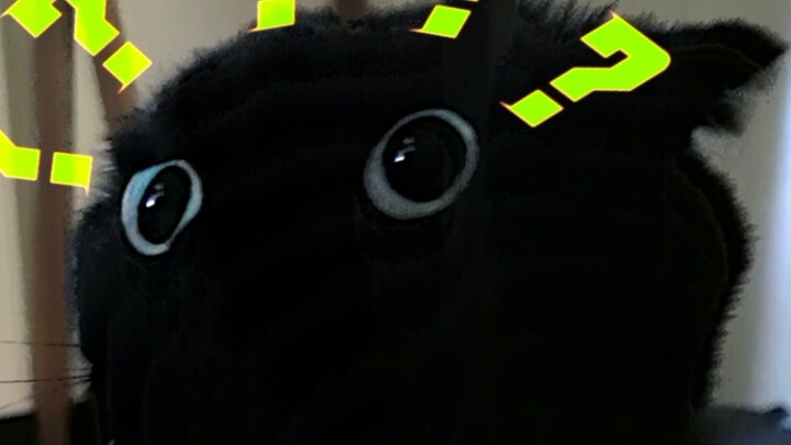 Mở cửa lớn thì mèo có tự chạy mất không?