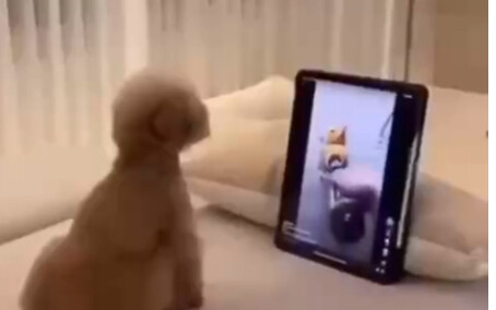 Look how happy the dog is!