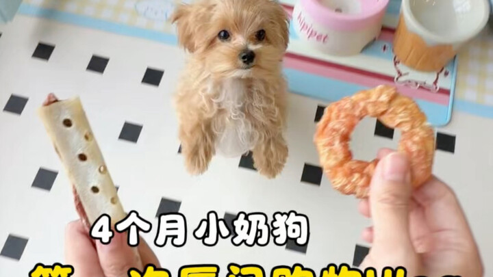 A 4-month-old puppy tries Starbucks for the first time…