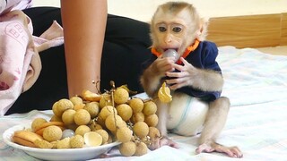 Super Cute Baby Monkey Maku Enjoy Eating Longan Fruit With Brother Maki For breakfast