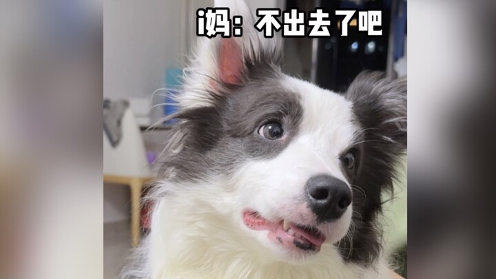 Seluruh penjuru negeri, Border Collie secara serempak menggerakkan kepala