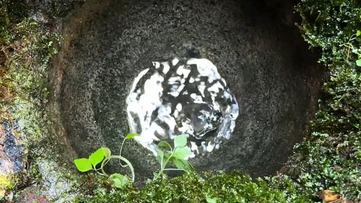 I always need to give you a little wash now and then—only when you’re clean can you lie at the botto