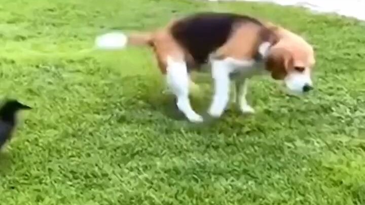 Chú chó buộc phải trở thành động vật lưỡng cư