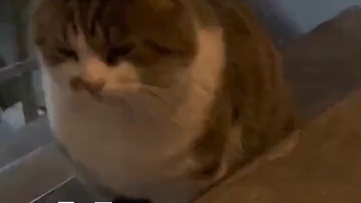 هذا لطيف بسّه كثير!