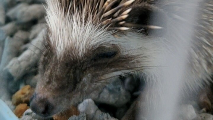 Hedgehog meal time 🤤