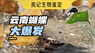 云南金平的蝴蝶大爆发，今年亲眼见到了！