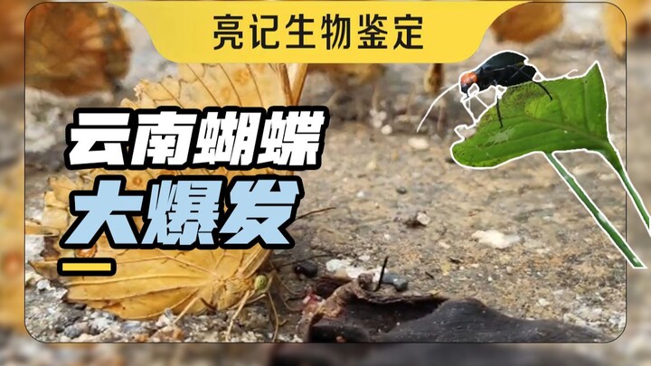 There was a huge butterfly explosion in Jinping, Yunnan, and I saw it with my own eyes this year!