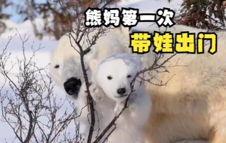 Polar bear mom takes her cub out for the first time!