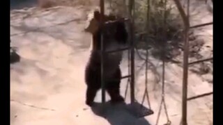 Những rân chơi hiphop thực thụ | Hiphop animal 😂