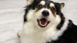 Anak anjing itu terjatuh, tapi setelah suka