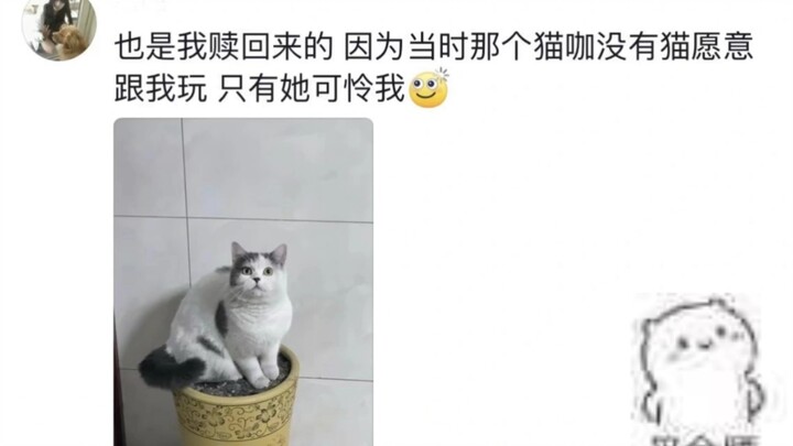 Hehe, con mèo vừa chuộc về từ quán cà phê mèo ((つ✧ω✧)つ