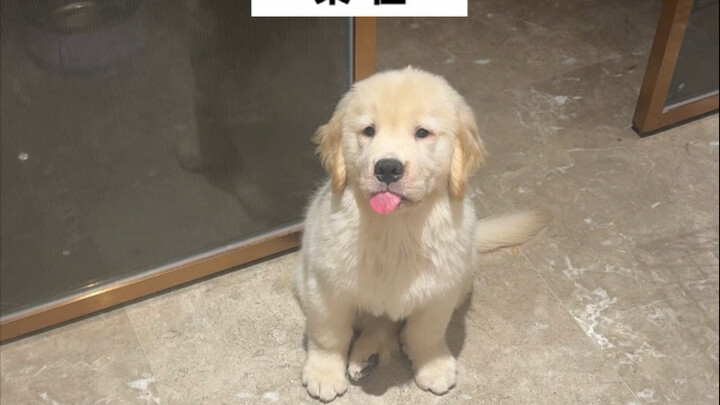 لماذا كلبي الصغير مختلف قليلًا عن الكلاب الصغيرة الأخرى…؟