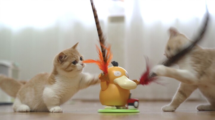 [หยอกล้อแมวและเป็ดโดยอัตโนมัติ] Kodak Duck: ฉันผูกคิวจริงๆ