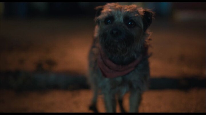 Watch for free :Strays.  Link in description