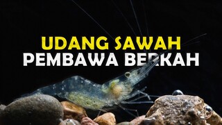 MENGAPA UDANG SAWAH BEGITU MENARIK UNTUK DIPELIHARA