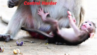 Newborn Baby Monkey Just Born For A Few Day Tries Harder To Control Balance In Standing