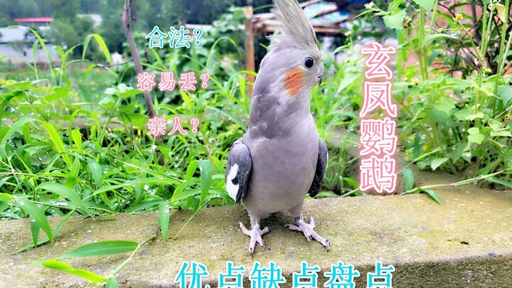ข้อดีและข้อเสียของนกแก้วเซวียนเฟิง ดูจบแล้วคุณยังกล้าเลี้ยงมันอยู่ไหม?