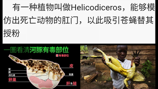 【الحلقة الثالثة】حقائق مثيرة وغريبة عن عالم الحيوان: دمه الأزرق هو أحد أكثر السوائل قيمة في العالم!