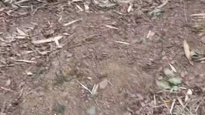 太可爱了 ！真拒绝不了