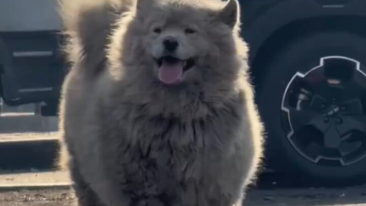 Di bengkel mobil, Samoyed bernama Shiwu begitu penuh dengan noda oli, namun justru menjadi anjing ya