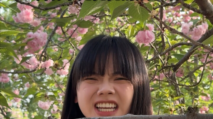 海棠花拍照技巧，海棠花拍照姿势，海棠花拍照角度