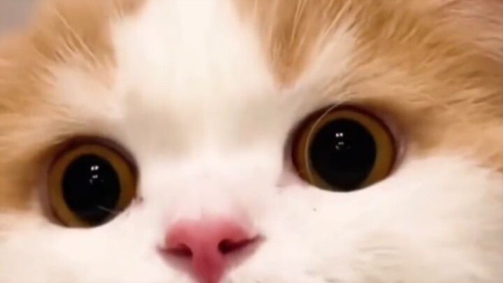 “When I see a cute kitten, of course I want to share it with the cutest person!”
