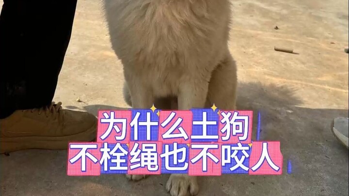 ทำไมสุนัขในชนบทถึงไม่กัดคน แม้ว่าจะไม่ได้ผูกเชือกก็ตาม #สุนัขพื้นเมืองจีน #เฝ้าบ้านเฝ้าสวน #แผนเปิดต