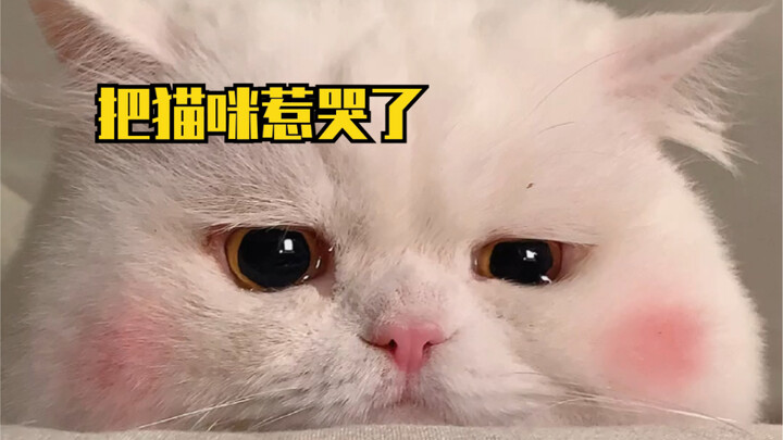 كيف يمكن لمثل هذه القطة الصغيرة اللطيفة أن تبكي؟